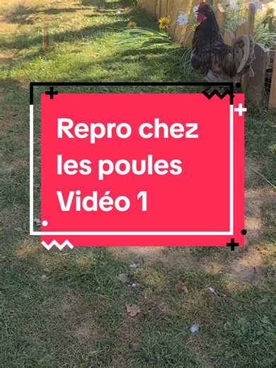 Le Coq et la Reproduction : Mystères de la Nature