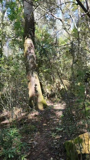 Finally back to some Gauteng content 😁 The absolutely amazing Nkwe Pleasure Resort in Pretoria 🤩😁👊🙌 On the 29th of December, my friends and I went to go explore this proper little hidden gem in Tierpoort Pretoria 🤩 Entrance is R100pp, and their hiking trail is an easy to moderate 5.5km. It's very well marked, but also has a "choose-your-own-adventure" sort of vibe, with lots of little side paths to different view points, old forts, ruins, etc. So you could end up clocking an extra kilometr