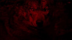 Animal Attacks on Humans Are Increasing Amid Climate Change and Growing Populations