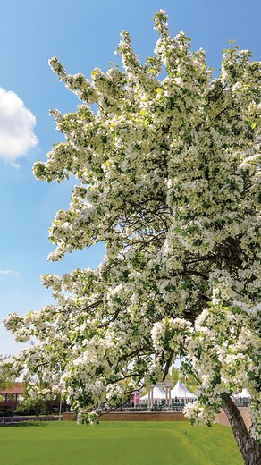 We have so many trees—but this one is special! Our crabapple tree is in full bloom, but here's some history—did you know it's an ORIGINAL tree to the property? Let us know if you've seen it on the All Canada Ring! #sprucemeadows #sprucemeadowshistory #spruce50 | Spruce Meadows