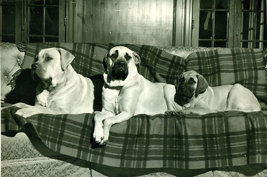 Bullmastiff History: From World-Class Protector to Family Companion