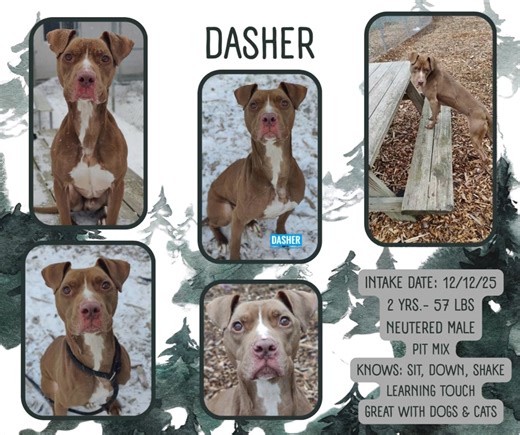 DASHER👓 *STILL AVAILABLE* This super smart boy is still waiting on a home. He is very focused, learns new things quickly 🧠and will be a great dog for someone that can give him a second chance. He is quiet in his kennel, loves treats and is great around other dogs and cats. 💙For more information or to apply to adopt Dasher, see the link. Please share. https://forms.gle/7c4NhdaGP6dSgrbJ7 | Lapeer County Animal Control