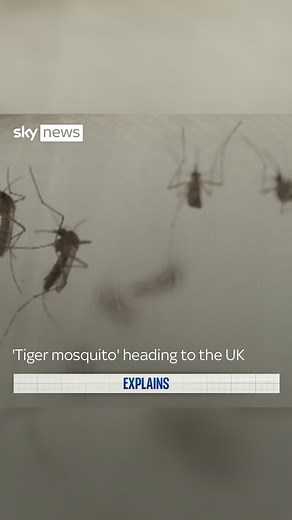 The tiger mosquito, which transmits several fatal ‘tropical’ diseases, has already spread to 13 countries within the European Economic Area since first becoming established in Italy in 1990. #tigermosquito #tropical #tropicalinsects | Sky News