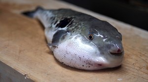 It takes a 10-year apprenticeship before chefs are ready to serve the highly-poisonous fugu pufferfish in Japan. One wrong slice, and your life is on the line. Hungry? Wanna see this Great Big Story on your bigger screen? Check us out on Apple TV and Roku! | Great Big Story
