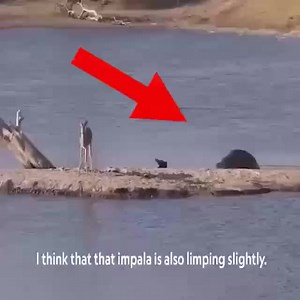 Hippo Try to rescue the baby deer from the crocodile | FH Studios
