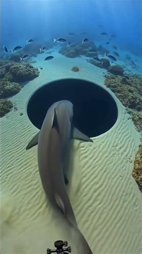 Shark POV I Found a Perfect Hole in the Atlantic