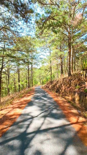 Con đường màu xanh đặc trưng Đà Lạt #shorts