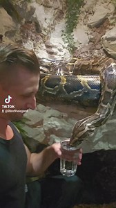 62K views · 1.3K reactions | #enclosure #tigerpython #burmesepython #reptilekeeper #amazing #terrariumbau #reptilesoftiktok #tiktok #tiktokgermany #python #snake #tooltime #work #exoticpets #wow #terrarium #viral #viraltiktok #foryou #4u #schlange #bobderbaumeister #love #leidenschaft #passion #exotic #fy #fypシ #fypage | Fabians Reptilienraum | Facebook