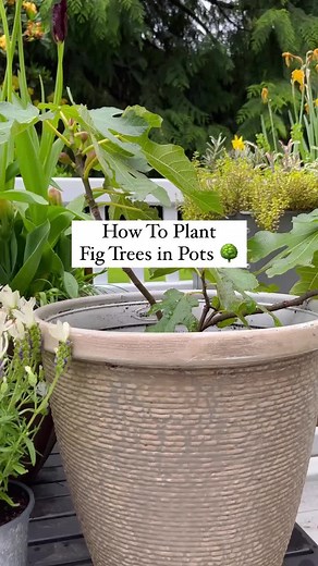 Introducing Little Miss Figgy: Your Ultimate Guide to Growing Figs