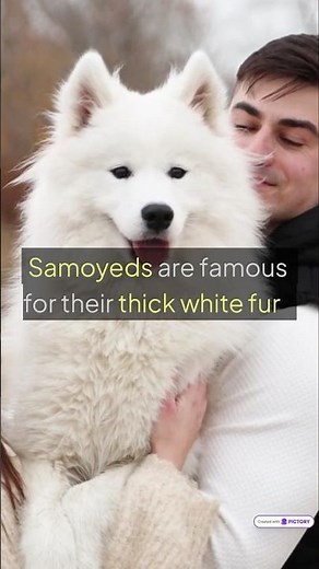 Top 3 Fluffiest Dog Breeds! ☁️🐶