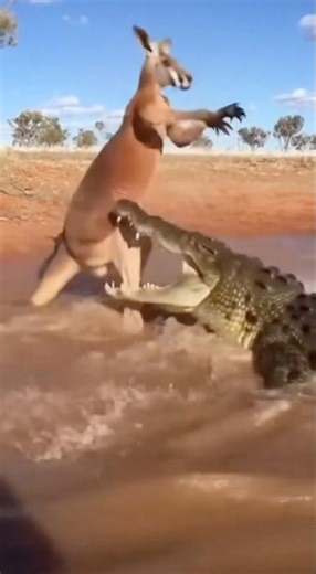 Kangaroo vs Crocodile: Wild River Showdown!