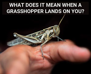 What Does It Mean When A Grasshopper Lands On You?