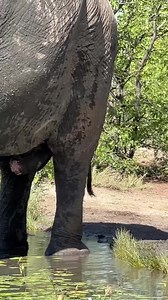 1.1M views · 27K reactions | Two elephant bulls, marula pan and sounds of the African bush = safari heaven. : Beautifully filmed by @marion_geiger this morning on game drive. • • • #motswari #motswarimoments #africansafari #wildlife #wildlifephotography #safari #animals #nature #elephant #travelafrica #southafrica #visitsouthafrica #timbavati #greaterkruger #explore #safaridestination | Motswari Private Game Reserve | Facebook