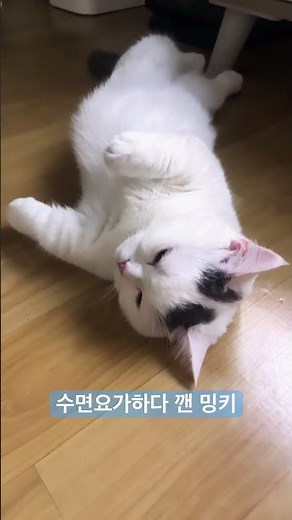 수면 요가하다 깬 밍키
