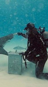 744 reactions · 48 shares | The best time for shark diving in Bimini is from November to May - so start making plans now so you don't miss out! Bimini Big Game Club has hotel / dive package with Neal Watson's Bimini Scuba Center https://biggameclubbimini.com/diving-adventure/hotel-dive-packages/ Vid by @chaosloveandsharks | Bimini Big Game Club | Facebook