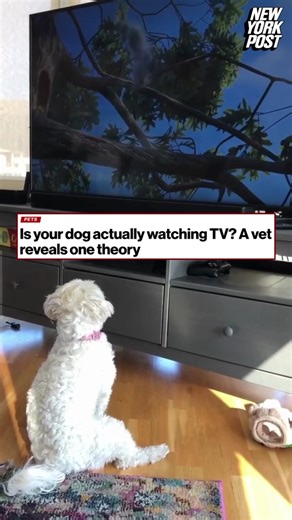 98K views · 386 reactions | Dog owners are likely paw-sitive their furry friends watch TV with them when they’re gazing at the screen. But are they actually watching TV — or just staring at a screen of colors? 樂 Find out more: https://trib.al/3Et1a8c | New York Post | Facebook