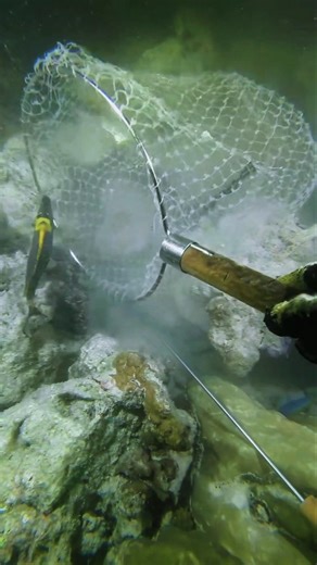😱😱 Catching fish using a net 🐟🪤#sea #fish #underwater