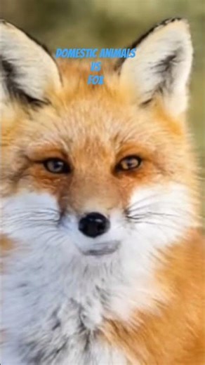 fox reveals secrets between human and animal