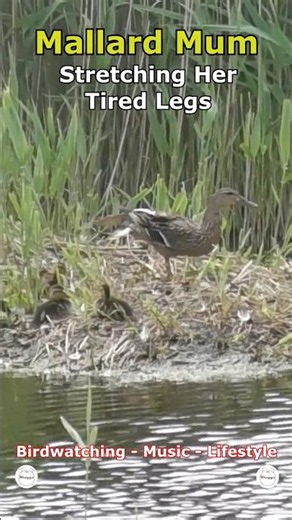 Mallard Mum - Stretching Tired Legs | Far Ings National Nature Reserve, Barton, UK Wildlife #shorts