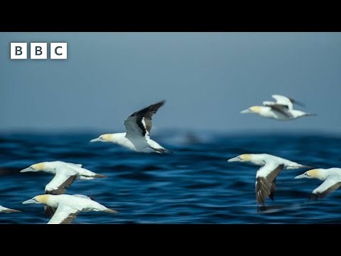 The incredible way gannets hunt for food | Parenthood - BBC