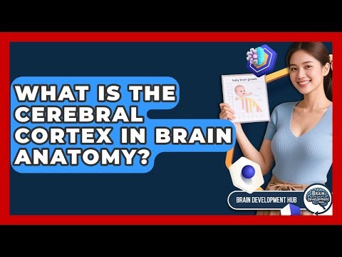 What Is The Cerebral Cortex In Brain Anatomy? - Brain Development Hub