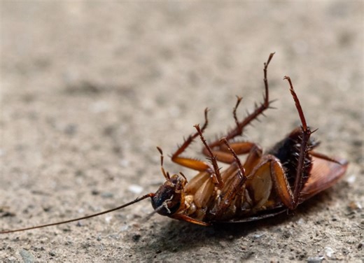 ¿Qué significa que aparezcan cucarachas muertas en mi hogar?