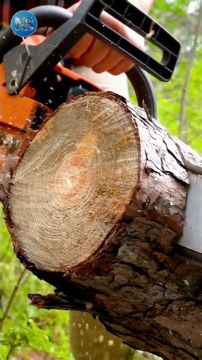The Bird That Can Mimic a Chainsaw