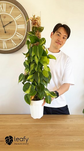 Finally giving this pole the extension it’s been begging for! I was supposed to do this months ago, but, you know… life 😅. Now the vines are practically trailing down , and I had no choice but to give this plant a little love . I’m using a Leafy Moss Pole 3.0 (Medium) with some pre-soaked moss—no fancy tools, no stress. Just snap, wrap, and stack! The new front-opening design makes assembly a breeze, and those horizontal tabs? Absolute lifesavers for keeping the vines secured . The trick is mak