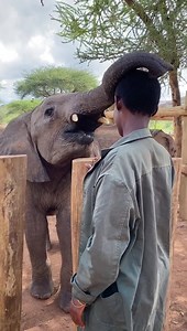 569K views · 21K reactions | Elephants are extremely tactile animals,...