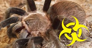 Tarantula Mites: Mite Prevention, Control, & Important Facts