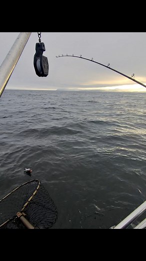 8.8K views · 117 reactions | LOCK JAW LING #fishing #lingcod #pnw #Oregon | Pnwcoastfishing | Facebook