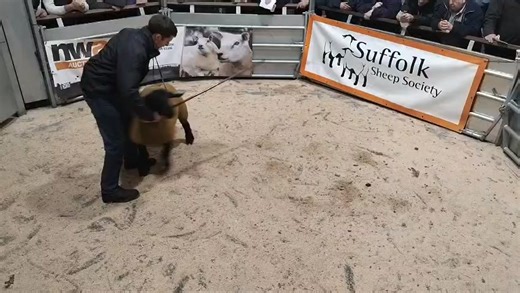 ▶️ J36 North West Suffolk Sheep Breeders Club Evening Show & Sale of Registered Pedigree Individual In-Lamb Suffolks & Sale of Individual In-Lamb Multi-Breed Sheep. 📆 Thursday 13th November 2025. ⭐Suffolks shine bright at NWA J36⭐ The much anticipated in lamb sale on behalf of the North West Suffolks Breeders Club once again saw a high quality catalogue entry attract nationwide interest. The pre sale show attracted much interest, with the judge Liz Needham making the following awards: 🏆CLASS 1