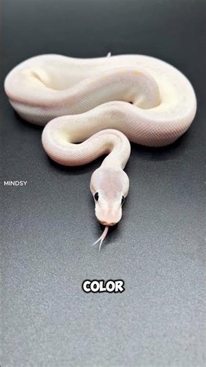 So Beautiful That Survival Became a Curse Albino Python!