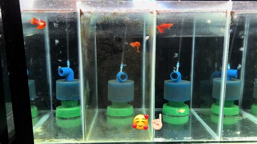 Update on Guppy Breeding and Fish Tank Care