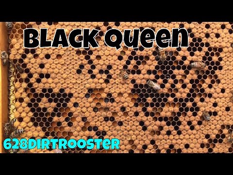 Amazing Winter Survivor Bees & Beginner Beekeeping Tips