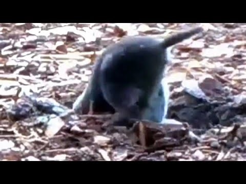 ‪@NatureTec‬ LOOK😳who's digging out of the ground here😍, a mole 🥰. That's rare to see live🫠