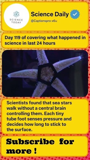 How Sea Stars Walk Without a Brain #shorts #facts #science #shortvideo