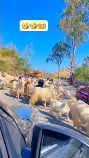 🤣🤣Peaceful Hills Until Goats Arrived 🐐#travel #trending #viralvideo #funny #shorts #himachal #fyp