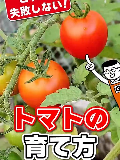 初心者でも簡単にトマトが大量収穫できる育て方を紹介します。 トマト、初心者でもちゃんと育てられます。 「難しそう…」と思われがちなトマト栽培ですが、 ポイントを押さえれば誰でもしっかり実がつきます。 今回は、失敗しないトマトの育て方7つのポイントを分かりやすく解説！ 🍅 栽培の基本ポイント ✔ 初心者はミニトマトがおすすめ ✔ 鉢は大きめ（目安：14L以上） ✔ 土は栄養たっぷりの培養土 ✔ 肥料は適量を守る ✔苗は根を傷つけないように優しく ✔ 支柱でしっかり支える ✔ 水やりはたっぷり 🌿 甘く育てるコツ ・バジルと一緒に育てる（コンパニオンプランツ） → 害虫対策＆甘みアップ効果 ・メネデールなどを使うと → 丈夫に育ちやすい 💡 トマトは「水・土・環境」で差が出ます 💡 正しい管理で甘さも収穫量もアップ これを押さえれば失敗しません。 ぜひ保存してチャレンジしてみてください！ #園芸#トマト栽培#ミニトマト#家庭菜園#野菜作り#トマトの育て方#ホームセンターグッデイ