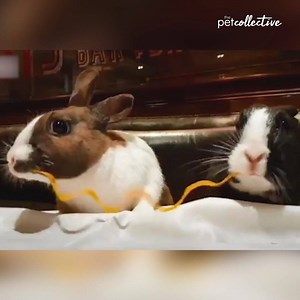 240K views · 3.8K reactions | Check Out These Romantic Rabbits | The Pet Collective | Facebook