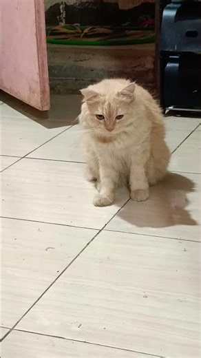 funny cats #341 #cats #cute #pets #meow #instacat #catlover #kittensofinstagram #animaloveras