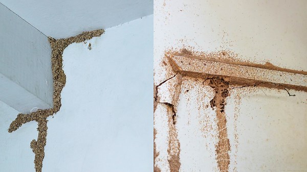 Unveiling the Secret of Termite Tunnels in Action