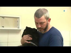 Malgré le Coronavirus, les vétérinaires continuent leur activité et adaptent les soins aux animaux.