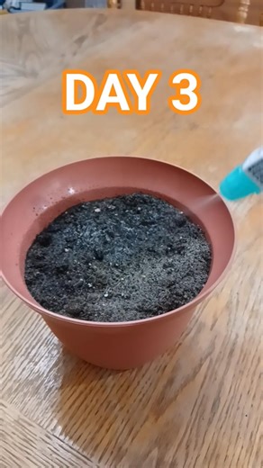 Day 3 - Growing My Mandarin Orange Tree! 🍊 - Classical Music