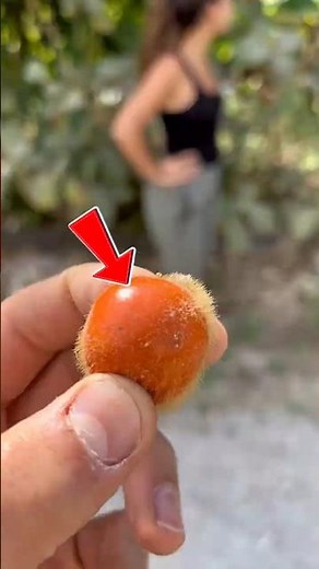 Naranjilla (Lulo): The Rare Andean Fruit That Looks Like an Orange but Tastes Like Lime!