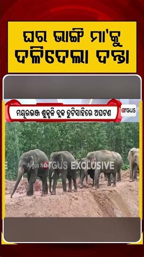 ଘର ଭାଙ୍ଗି ମା’କୁ ଦଳିଦେଲା ଦନ୍ତା | Elephant Attack | Mayurbhanj | Forest Department | Argus News