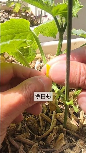5/6【キュウリ】花 足元の花は切り取って これをしてメインの茎を早く伸ばして収穫を早くします