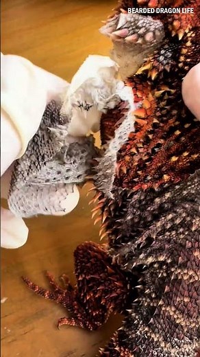 ASMR Lizard Dry Skin Removal 🦎 #reptiles #beardeddragon #lizard #shedding #lizardskinpeeling #asmr