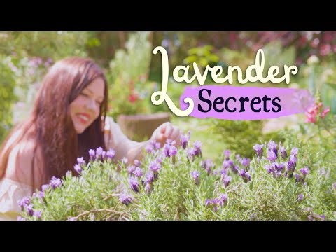 The Ultimate Lavender Guide 💜 DIY Remedies Backed By Science