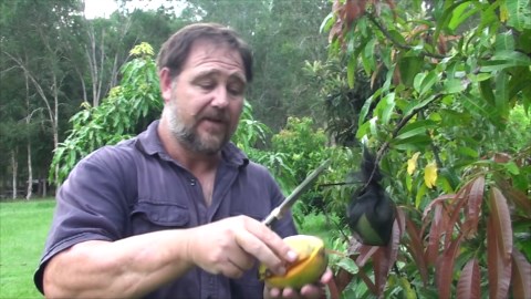 The secret to sweet, juicy mangoes: Why tree-ripened fruit tastes best!